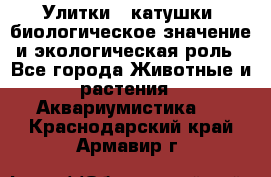 Улитки – катушки: биологическое значение и экологическая роль - Все города Животные и растения » Аквариумистика   . Краснодарский край,Армавир г.